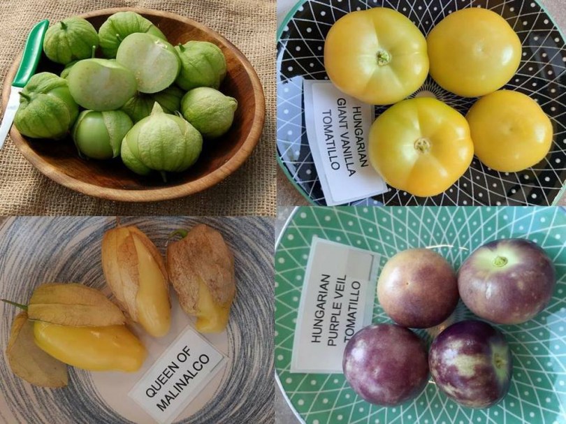 TOMATILLO VÁLOGATÁS 4 fajta - Akciós vetőmagok az Egzotikus Növények Stúdiója kínálatából